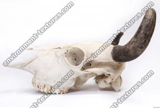 animal skull 0001
